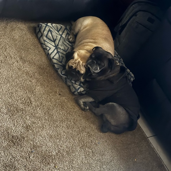 Bid wars Sunday Feb 22 @5:15pm - Picture 9 of 17